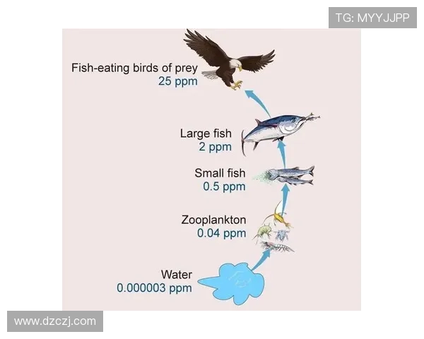 《深入解析Elk射手成长之路及其在游戏中的战略价值》
